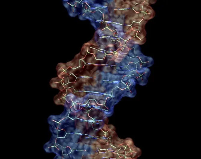 A physical molecular model of a DNA double helix, showing the twisted backbone and paired rungs.