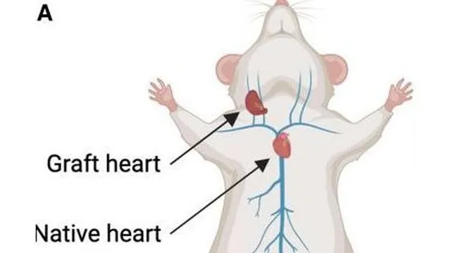 Diagram from the preprint showing a mouse with a graft heart attached to the neck vessels above its own native heart in the chest, the heterochronic heart-transplant model.