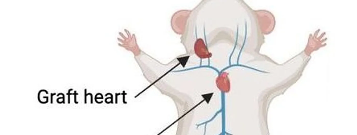 Diagram from the preprint showing a mouse with a graft heart attached to the neck vessels above its own native heart in the chest, the heterochronic heart-transplant model.