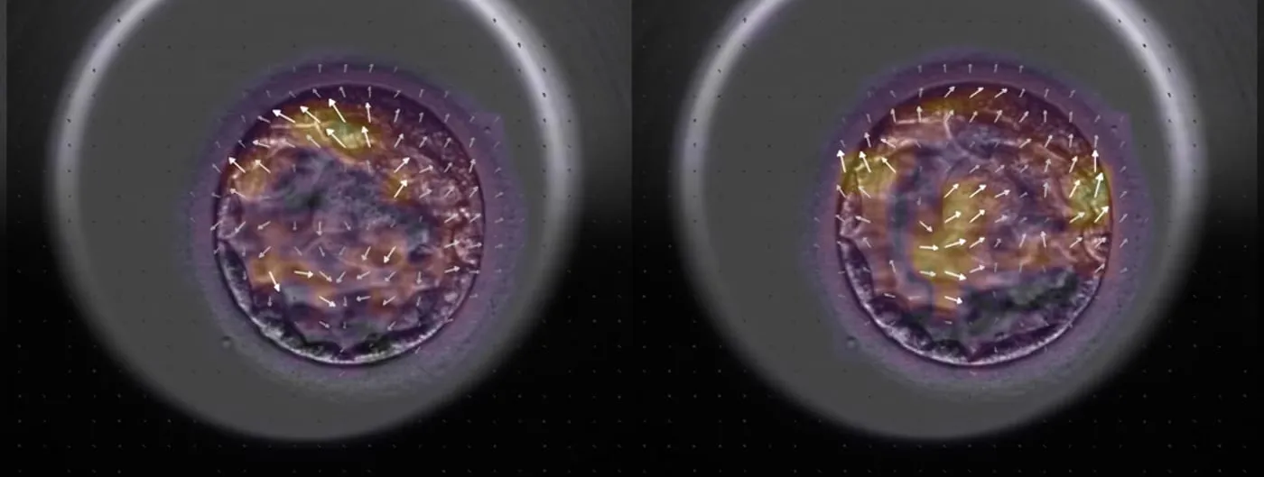 Two adjacent human embryos at the blastocyst stage, shown as time-lapse microscope frames labelled 119.8h and 120.0h with white arrow overlays tracking internal cell movement.