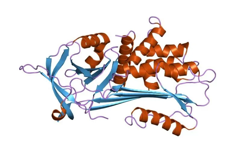 A cartoon ribbon model of the alpha-1 antitrypsin protein, with orange helices and blue sheets folded around each other against a white background.