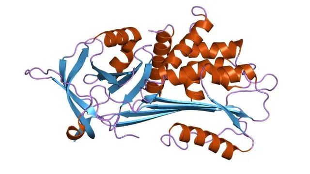 A cartoon ribbon model of the alpha-1 antitrypsin protein, with orange helices and blue sheets folded around each other against a white background.