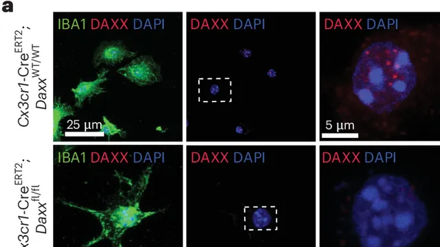 Confocal immunofluorescence images of mouse microglia stained green for IBA1 with DAXX in red and nuclei in blue, the top row showing abundant DAXX puncta and the bottom row showing knockout cells without them.
