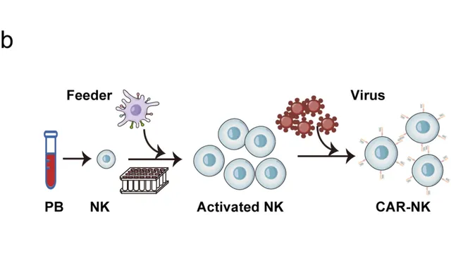 Diagram of CD5 CAR-NK cell manufacturing showing a blood sample yielding an NK cell that is expanded with a feeder cell into activated NK cells, then transduced with virus to become antibody-studded CAR-NK cells.