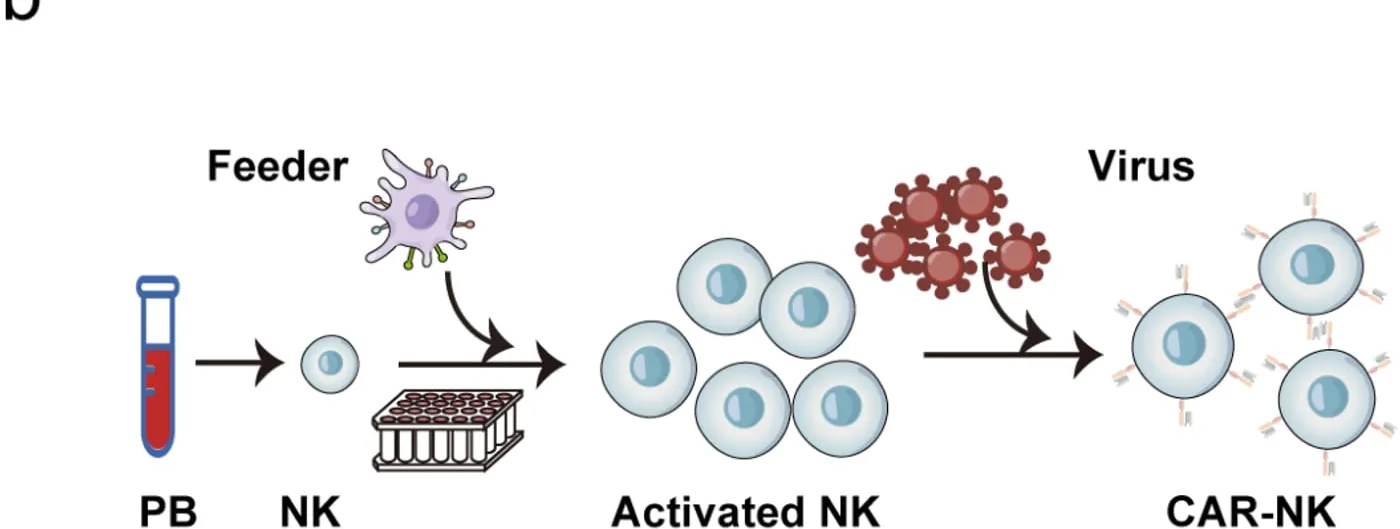 Diagram of CD5 CAR-NK cell manufacturing showing a blood sample yielding an NK cell that is expanded with a feeder cell into activated NK cells, then transduced with virus to become antibody-studded CAR-NK cells.