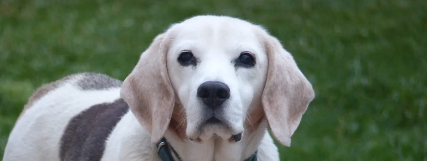 A senior beagle with a greying muzzle and long tan ears looks directly at the camera outdoors, wearing a collar, its face centred in frame.