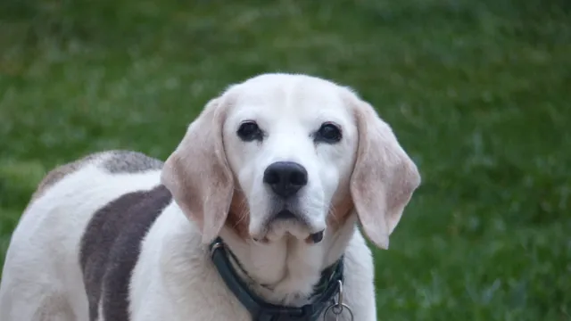 A senior beagle with a greying muzzle and long tan ears looks directly at the camera outdoors, wearing a collar, its face centred in frame.