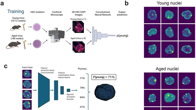 Figure from the ChromAgeNet paper: young and aged mouse blood stem cells imaged under a confocal microscope and fed to a neural network, beside grids of stained stem-cell nuclei shown in false colour.