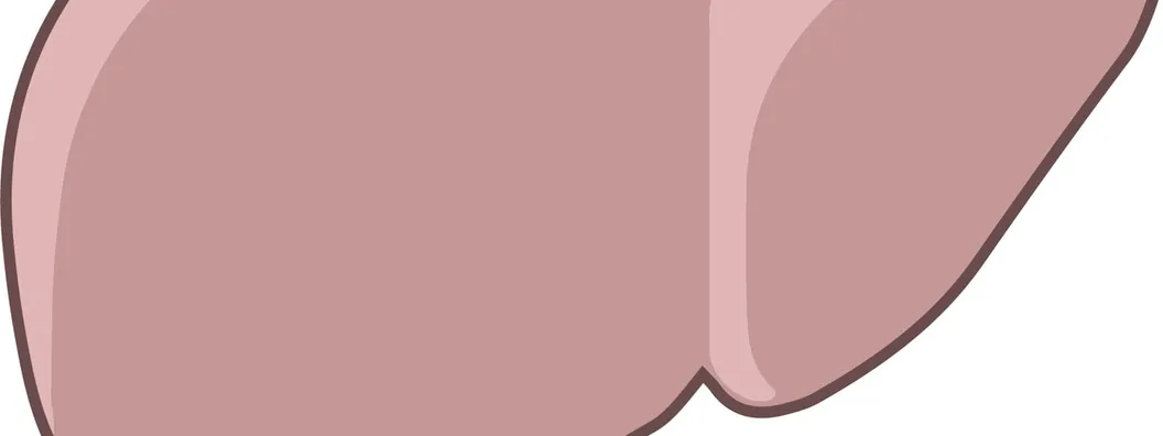 An anatomical illustration of a human liver seen from the front, rendered in reddish-brown against a plain background.