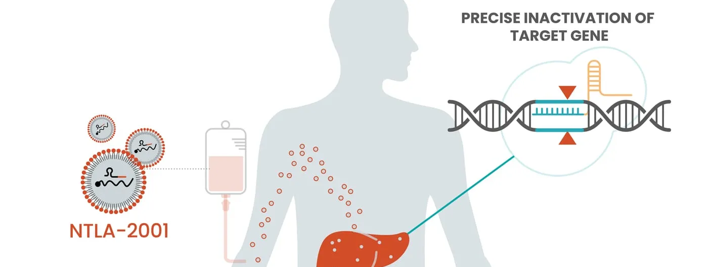 Intellia's diagram of how NTLA-2001 works: lipid nanoparticles carrying guide RNA are infused into a patient, travel through the bloodstream to the liver, and inactivate the target gene in the DNA strand drawn alongside.