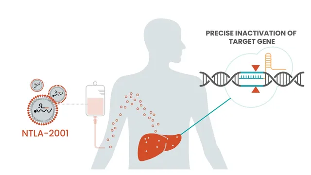 Intellia's diagram of how NTLA-2001 works: lipid nanoparticles carrying guide RNA are infused into a patient, travel through the bloodstream to the liver, and inactivate the target gene in the DNA strand drawn alongside.