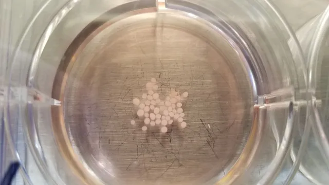 Looking down into a clear culture well filled with medium, where a loose cluster of several dozen pale spherical brain organoids rests on the scratched metal surface beneath.