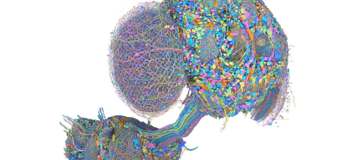 A dense three-dimensional rendering of a fruit fly brain and nerve cord, every neuron drawn in a different colour against a white background.