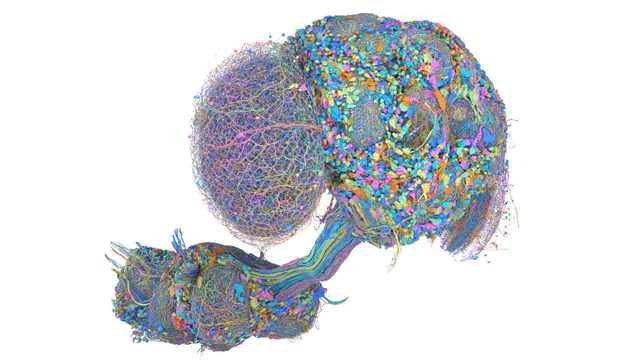 A dense three-dimensional rendering of a fruit fly brain and nerve cord, every neuron drawn in a different colour against a white background.