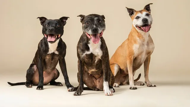 Three large-breed dogs of different generations sit side by side against a plain studio backdrop, mouths open and panting.