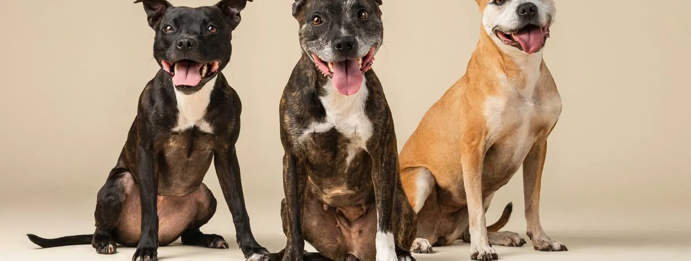 Three large-breed dogs of different generations sit side by side against a plain studio backdrop, mouths open and panting.