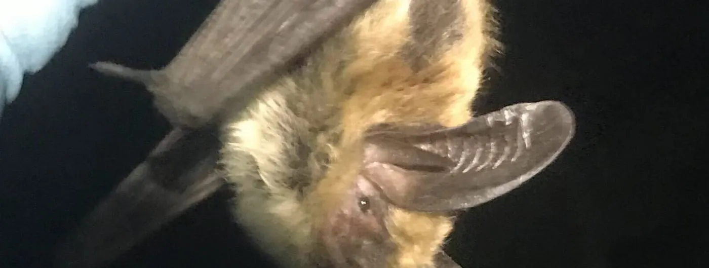 A long-eared bat hanging upside down in the dark, its pale yellow-brown fur and one large ridged ear lit from the front, with the edge of a pale glove at the top left of the frame.