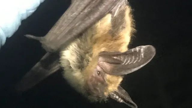A long-eared bat hanging upside down in the dark, its pale yellow-brown fur and one large ridged ear lit from the front, with the edge of a pale glove at the top left of the frame.