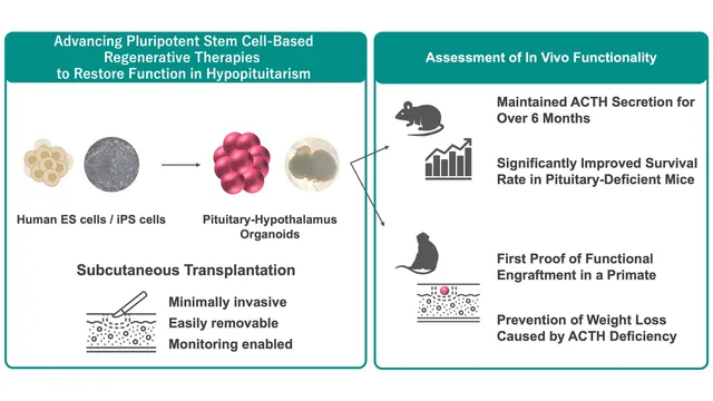 Schematic from Nagoya University showing human stem cells grown into pituitary-hypothalamus organoids, transplanted under the skin of mice and a monkey, with the results listed beside each step.