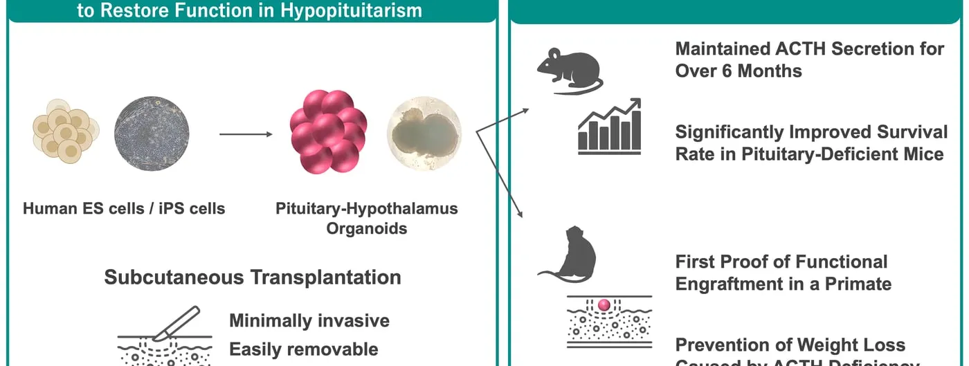 Schematic from Nagoya University showing human stem cells grown into pituitary-hypothalamus organoids, transplanted under the skin of mice and a monkey, with the results listed beside each step.