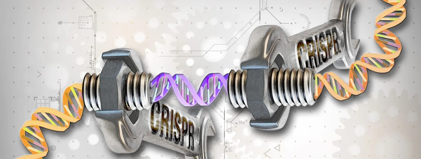 Illustration of two large wrenches labelled CRISPR gripping and joining a strand of DNA, with the words CRISPR-Cas9 in the corner.