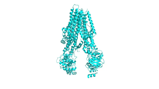 A cyan ribbon model of the CFTR chloride channel protein, the membrane-spanning helices above and the nucleotide-binding domains below.