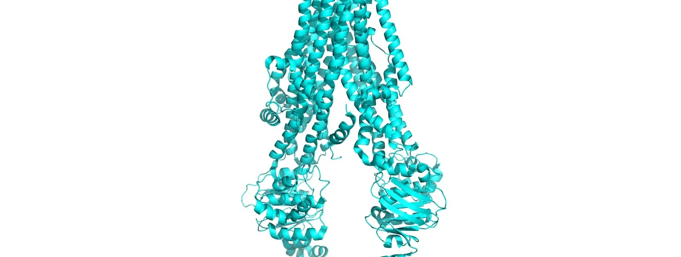A cyan ribbon model of the CFTR chloride channel protein, the membrane-spanning helices above and the nucleotide-binding domains below.