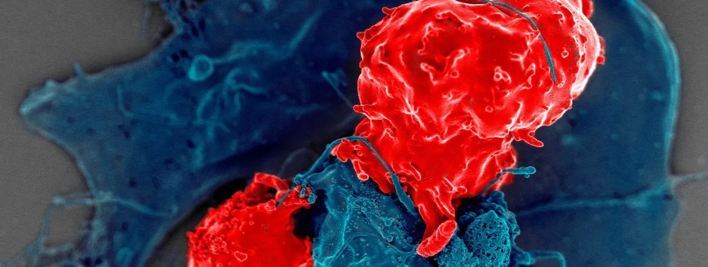 Colorized scanning electron micrograph showing a red regulatory T cell pressed against the branching surface of a larger blue antigen-presenting cell, with a smaller red cell fragment below.