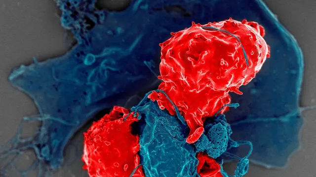 Colorized scanning electron micrograph showing a red regulatory T cell pressed against the branching surface of a larger blue antigen-presenting cell, with a smaller red cell fragment below.