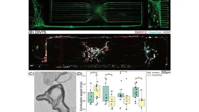 A four-panel research figure showing green fluorescent nerve fibres spanning a rectangular microfluidic channel, a second stained panel, an electron micrograph of a myelin sheath in cross-section, and a box plot of conduction speed against days in vitro.