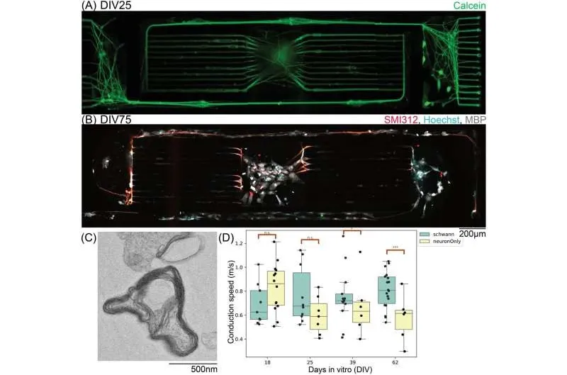 A four-panel research figure showing green fluorescent nerve fibres spanning a rectangular microfluidic channel, a second stained panel, an electron micrograph of a myelin sheath in cross-section, and a box plot of conduction speed against days in vitro.