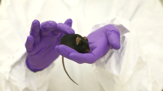 A black laboratory mouse sits calmly in the cupped purple-gloved hand of a researcher in a white coverall, its long tail hanging down and the second gloved hand raised beside it.