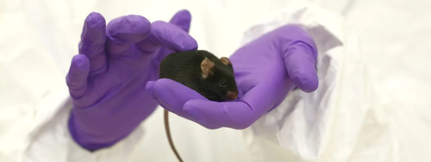 A black laboratory mouse sits calmly in the cupped purple-gloved hand of a researcher in a white coverall, its long tail hanging down and the second gloved hand raised beside it.