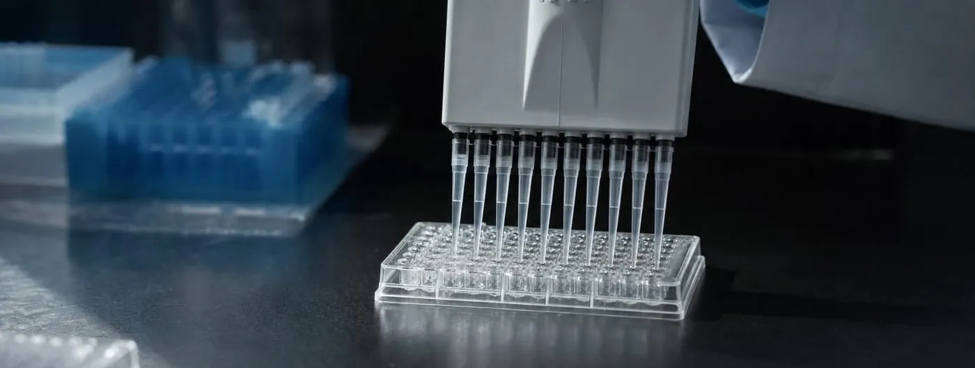 A white multichannel pipette lowers eight slender tips into the wells of a clear plastic microplate on a dark laboratory bench, with a rack of blue pipette tips out of focus behind it.