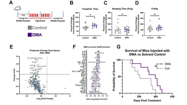 A seven-panel research figure showing the mouse injection schedule, treadmill and frailty measures, serum proteome changes, SASP protein levels, and a survival curve separating DMA-treated mice from controls.