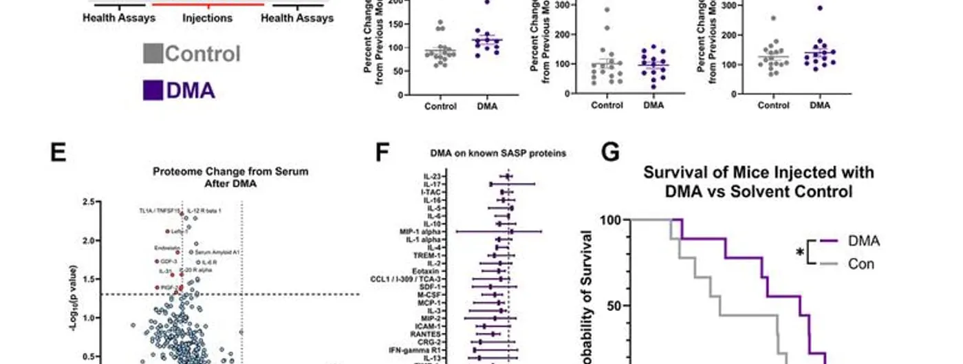 A seven-panel research figure showing the mouse injection schedule, treadmill and frailty measures, serum proteome changes, SASP protein levels, and a survival curve separating DMA-treated mice from controls.