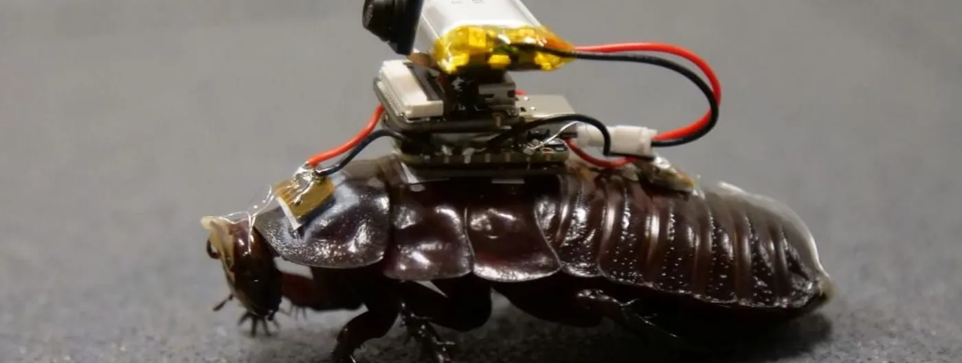 A large dark-brown cockroach stands on grey ground with a miniature camera, a battery and a small circuit board strapped to its back, red and black wires curving between them.