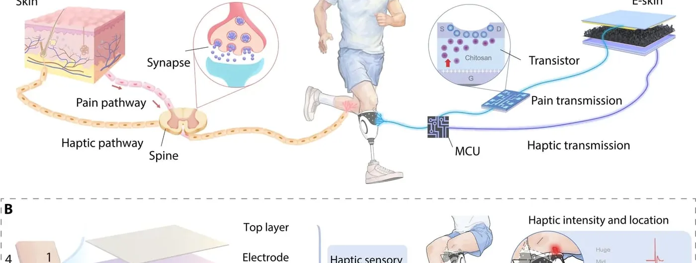 A scientific schematic of a runner with a below-knee prosthesis, linking the skin pain and touch pathways to the artificial sensor, with its transistor, microcontroller and e-skin layers mounted at the prosthetic socket.
